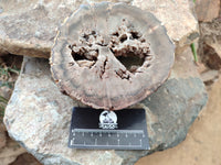 Polished Petrified Wood Branch Pieces x 2 From Gokwe, Zimbabwe