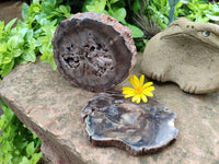 Polished Petrified Wood Branch Pieces x 2 From Gokwe, Zimbabwe