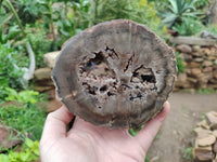 Polished Petrified Wood Branch Pieces x 2 From Gokwe, Zimbabwe