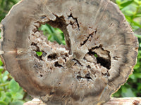 Polished Petrified Wood Branch Pieces x 2 From Gokwe, Zimbabwe