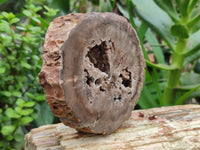 Polished Petrified Wood Branch Pieces x 2 From Gokwe, Zimbabwe