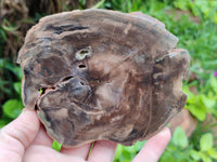 Polished Petrified Wood Branch Pieces x 2 From Gokwe, Zimbabwe