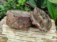 Polished Petrified Wood Branch Pieces x 2 From Gokwe, Zimbabwe