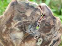 Polished Petrified Wood Branch Pieces x 2 From Gokwe, Zimbabwe