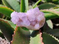 Natural Amethyst Spirit Quartz Clusters x 12 From Boekenhouthoek, South Africa