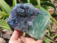 Natural Watermelon Fluorite Specimens x 2 From Uis, Namibia