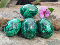 Polished Flower Banded Malachite Eggs x 4 From Congo