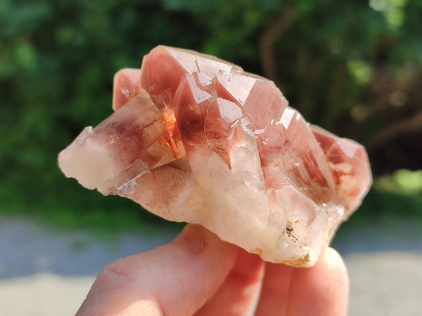 Natural Red Hematoid Quartz Specimens x 12 From Zimbabwe