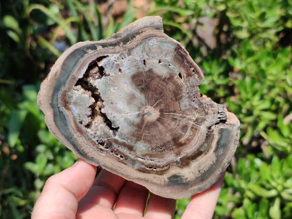 Polished Petrified Wood Slices x 2 From Gokwe, Zimbabwe