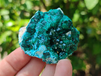 Natural Dioptase On Dolomite Specimens x 6 From Likasi, Congo