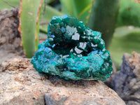 Natural Dioptase On Dolomite Specimens x 6 From Likasi, Congo