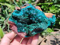 Natural Dioptase Cabinet Specimen x 1 From Congo