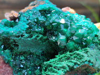 Natural Dioptase Cabinet Specimen x 1 From Congo