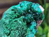 Natural Dioptase Cabinet Specimen x 1 From Congo