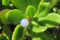 Polished Pair of Blue Lace Agate Stud Earrings - sold per Pair - From Namibia