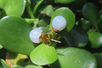 Polished Pair of Blue Lace Agate Stud Earrings - sold per Pair - From Namibia