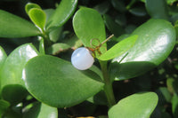 Polished Pair of Blue Lace Agate Stud Earrings - sold per Pair - From Namibia