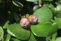 Polished Pair of Snakeskin Rhyolite Jasper Stud Earrings - sold per Pair - From Australia