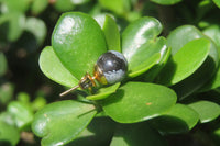 Polished Pair of Snowflake Obsidian Stud Earrings - sold per Pair - From Mexico