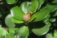 Polished Pair of Unakite Stud Earrings - Sold per Pair - From South Africa