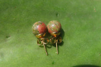 Polished Pair of Unakite Stud Earrings - Sold per Pair - From South Africa