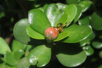 Polished Pair of Unakite Stud Earrings - Sold per Pair - From South Africa