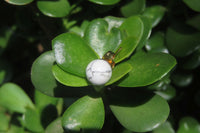 Polished Pair of Lightning Strike Magnesite - Howlite Stud Earrings - Sold per Pair - From Zimbabwe