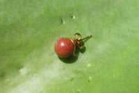 Polished Pair of Copper Sunstone Stud Earrings - sold per Pair - From India