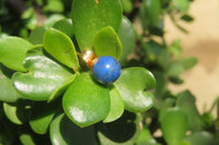 Polished Pair of Lapis Lazuli Stud Earrings - Sold Per Pair - From Afghanistan