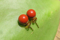 Polished Pair of Red Jasper Stud Earrings - Sold per Pair - From South Africa