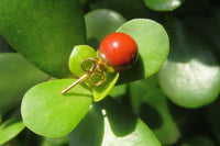 Polished Pair of Red Jasper Stud Earrings - Sold per Pair - From South Africa