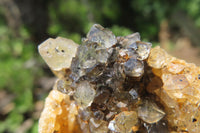 Natural Limonite Quartz Clusters x 6 From Solwezi, Zambia