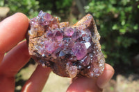 Natural Amethystos Amethyst Clusters x 15 From Kwaggafontein, South Africa