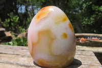 Polished Carnelian Standing Free Forms x 6 From Madagascar