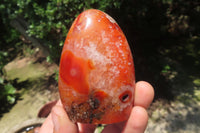 Polished Carnelian Standing Free Forms x 6 From Madagascar