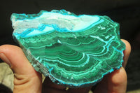 Polished Malacolla Slices x 6 From Kalukundi Mine, Congo