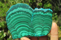 Polished Malacolla Slices x 6 From Kalukundi Mine, Congo