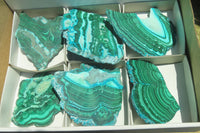 Polished Malacolla Slices x 6 From Kalukundi Mine, Congo