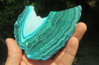 Polished Malacolla Slices x 6 From Kalukundi Mine, Congo