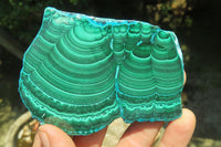 Polished Malacolla Slices x 6 From Kalukundi Mine, Congo