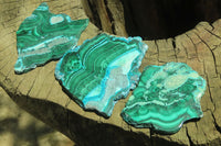 Polished Malacolla Slices x 6 From Kalukundi Mine, Congo