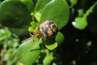 Polished Pair of Larger Snakeskin Rhyolite Jasper Stud Earrings - sold per Pair - From Australia