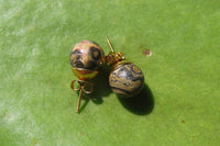 Polished Pair of Larger Snakeskin Rhyolite Jasper Stud Earrings - sold per Pair - From Australia