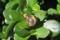 Polished Pair of Larger Snakeskin Rhyolite Jasper Stud Earrings - sold per Pair - From Australia