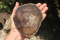 Polished Petrified Wood Branch Pieces x 2 From Gokwe, Zimbabwe