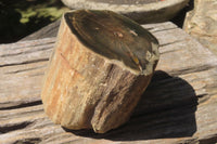 Polished Petrified Wood Branch Pieces x 2 From Gokwe, Zimbabwe