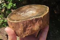 Polished Petrified Wood Branch Pieces x 2 From Gokwe, Zimbabwe