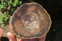 Polished Petrified Wood Branch Pieces x 2 From Gokwe, Zimbabwe