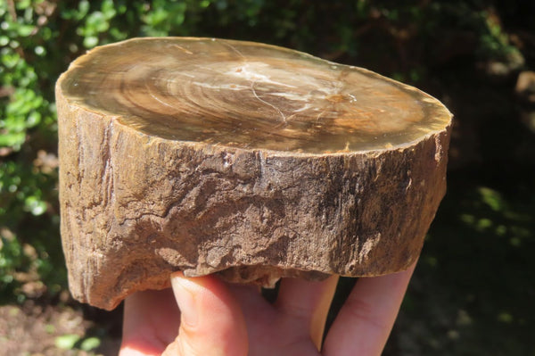 Polished Petrified Wood Branch Pieces x 2 From Gokwe, Zimbabwe