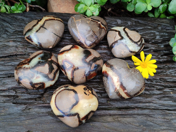 Polished Large Septerye Hearts - Sold Per Item - From Madagascar